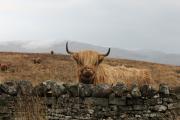  Highland Coo